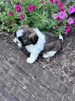 Chewy, a male Shih Tzu for sale in Hopkinsville, KY – 5 of 6