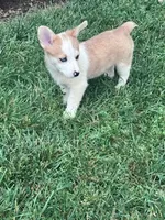 Dottie, a female Pembroke Welsh Corgi for sale in Hopkinsville, KY – 5 of 5