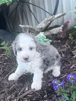 Chewie, a male Sheepadoodle for sale in Hopkinsville, KY – 4 of 4