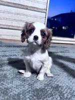 Ruby, a female Cavalier King Charles Spaniel for sale in Hopkinsville, KY – Photo 1 of 5