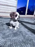 Ruby, a female Cavalier King Charles Spaniel for sale in Hopkinsville, KY – Photo 4 of 5