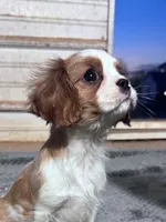 Ruby, a female Cavalier King Charles Spaniel for sale in Hopkinsville, KY – Photo 2 of 5