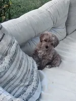 Pebbles, a female Yorkipoo for sale in Hopkinsville, KY – 6 of 7