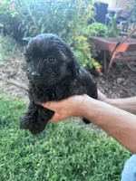 Shadow, a male Chipoo for sale in Hopkinsville, KY – 5 of 5