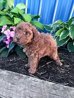 Bitsy, a female Poodle - Miniature  for sale in Hopkinsville, KY – 3 of 6