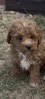 Teddy, a male Poodle - Miniature  for sale in Hopkinsville, KY – 2 of 4