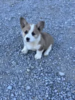 Tator Tot, a male Pembroke Welsh Corgi for sale in Hopkinsville, KY – 3 of 8