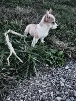 Freddy, a male Pembroke Welsh Corgi for sale in Hopkinsville, KY – 6 of 8