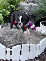 Baxter, a male Boston Terrier for sale in Hopkinsville, KY – 4 of 5