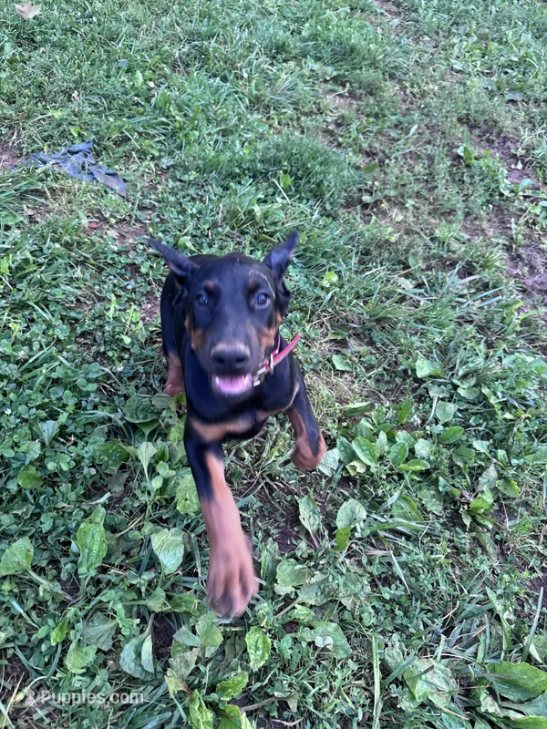 Xena – Doberman Pinscher puppy for sale in Hopkinsville, KY