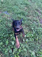 Xena, a female Doberman Pinscher for sale in Hopkinsville, KY – 1 of 7
