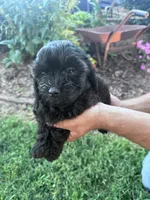 Shadow, a male Chipoo for sale in Hopkinsville, KY – 3 of 5