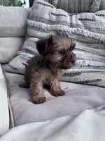 Coco, a female Yorkshire Terrier for sale in Hopkinsville, KY – 2 of 5