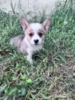 Biscuit, a male Pembroke Welsh Corgi for sale in Hopkinsville, KY – 4 of 5