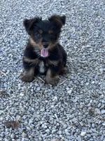 Yogi, a male Yorkshire Terrier for sale in Hopkinsville, KY – 6 of 6