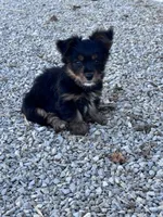 Yogi, a male Yorkshire Terrier for sale in Hopkinsville, KY – 4 of 6