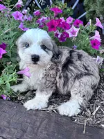 Patches, a female Sheepadoodle for sale in Hopkinsville, KY – 3 of 4