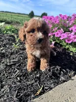 Daisy, a female Cavapoo for sale in Hopkinsville, KY – 3 of 4