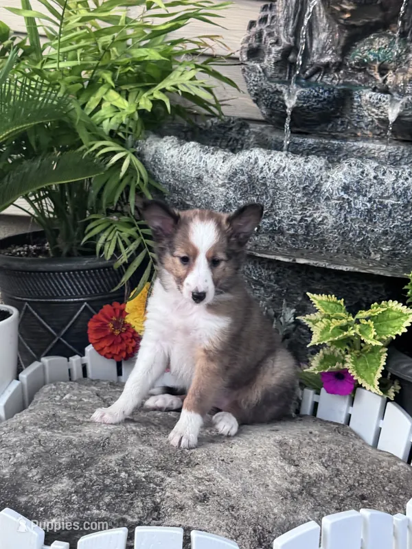 Shelby  – Shetland Sheepdog puppy for sale in Hopkinsville, KY