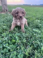 Teddy, a male Cavapoo for sale in Hopkinsville, KY – 7 of 7