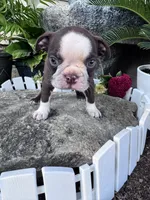 Rudy, a male Boston Terrier for sale in Hopkinsville, KY – 2 of 5