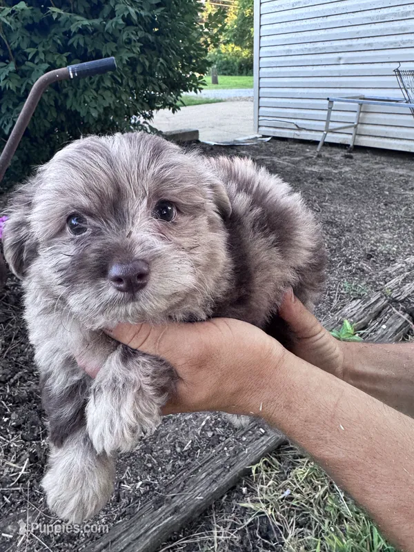 Minnie – Chipoo puppy on hold in Hopkinsville, KY