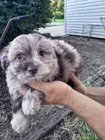 Minnie, a female Chipoo for sale in Hopkinsville, KY – 1 of 4