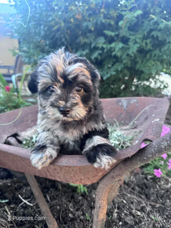 Patches – Chipoo puppy for sale in Hopkinsville, KY