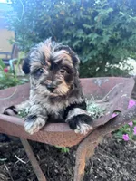 Patches, a female Chipoo for sale in Hopkinsville, KY – 1 of 5
