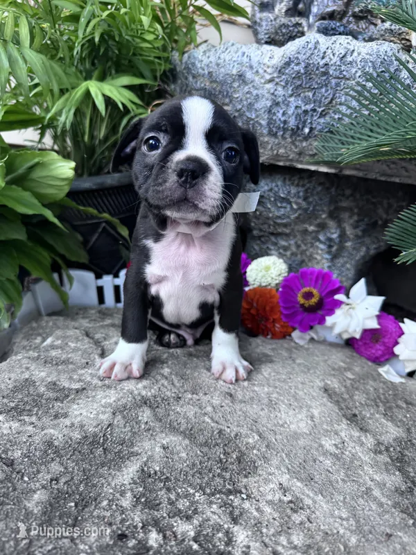 Baxter – Boston Terrier puppy for sale in Hopkinsville, KY