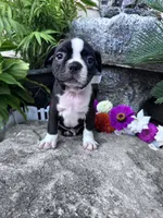 Baxter, a male Boston Terrier for sale in Hopkinsville, KY – 1 of 5