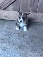 Felix, a male Pembroke Welsh Corgi for sale in Hopkinsville, KY – Photo 2 of 8