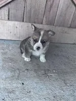 Felix, a male Pembroke Welsh Corgi for sale in Hopkinsville, KY – Photo 8 of 8