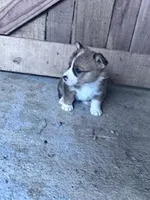 Felix, a male Pembroke Welsh Corgi for sale in Hopkinsville, KY – Photo 7 of 8