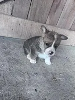 Felix, a male Pembroke Welsh Corgi for sale in Hopkinsville, KY – Photo 3 of 8