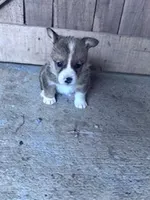 Felix, a male Pembroke Welsh Corgi for sale in Hopkinsville, KY – Photo 4 of 8
