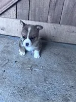 Felix, a male Pembroke Welsh Corgi for sale in Hopkinsville, KY – Photo 5 of 8