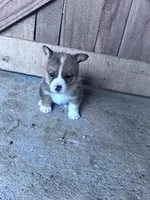 Felix, a male Pembroke Welsh Corgi for sale in Hopkinsville, KY – Photo 6 of 8