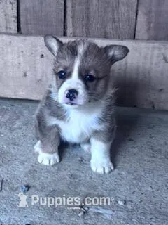 Felix – Pembroke Welsh Corgi puppy for sale in Hopkinsville, KY