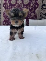 Daisy, a female Yorkshire Terrier for sale in Hopkinsville, KY – 3 of 5