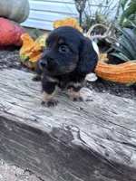 Minnie, a female Miniature Dachshund for sale in Hopkinsville, KY – 3 of 4