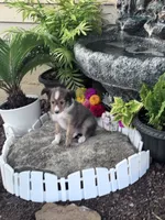 Sofia, a female Shetland Sheepdog for sale in Hopkinsville, KY – 7 of 8