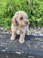 Peanut, a male Cockapoo for sale in Hopkinsville, KY – 4 of 4