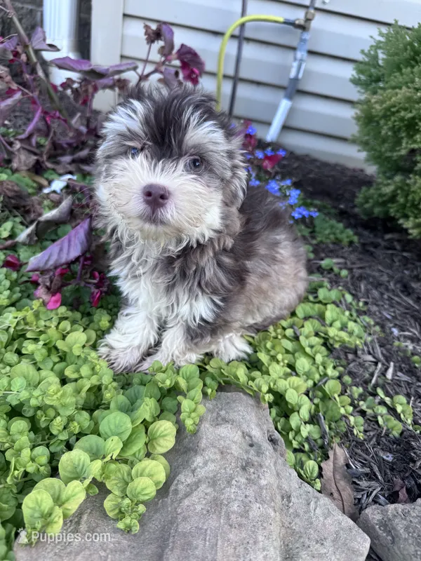 Raffy – Havanese puppy for sale in Hopkinsville, KY