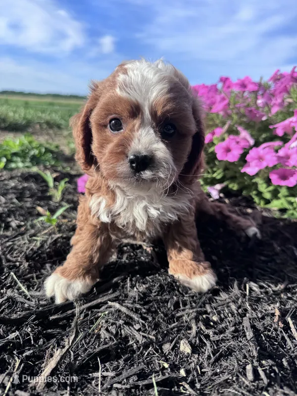 Charlie – Cavapoo puppy for sale in Hopkinsville, KY
