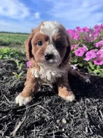 Charlie, a male Cavapoo for sale in Hopkinsville, KY – 1 of 6