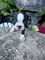 Bobo, a male Boston Terrier for sale in Hopkinsville, KY – 5 of 6