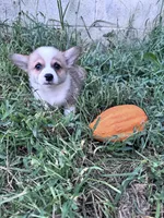 Brownie, a male Pembroke Welsh Corgi for sale in Hopkinsville, KY – 6 of 6