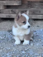 Winston, a male Pembroke Welsh Corgi for sale in Hopkinsville, KY – 3 of 4