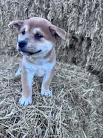 Kuma, a male Shiba Inu for sale in Hopkinsville, KY – 4 of 5